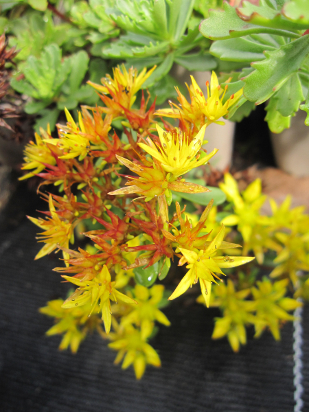 Sedum floriferum Weihenstephaner Gold - Gartenfettblatt Weihenstephaner Gold - Reichblühendes Fettblatt
